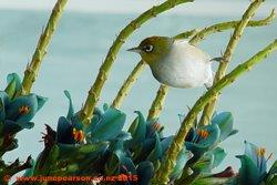 Wax eye in the Puya Plant, Botanical Gardens, CHCH, NZ