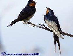 Welcome swallow  (Hirundo neoxena), CHCH, NZ