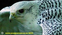 White Gyr Falcon