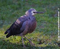 White-faced heron  (Egretta novaehollan)