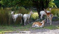 1a  -  Fallow deer