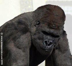 1b -  Western Lowland Gorilla