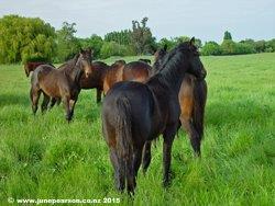 1e - Horses, back paddock,  Inbetween runs