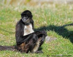 1e -  White-bellied spider monkey (Ateles belzebuth)