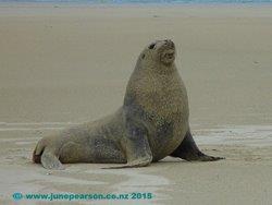 1i - Sand coated, NZ Hooker sea lion - (Phocarctos hookeri)