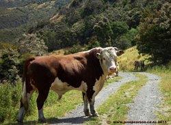 2a   - Tekoa Bull NZ