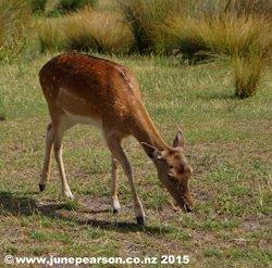 2d  - Fallow Deer