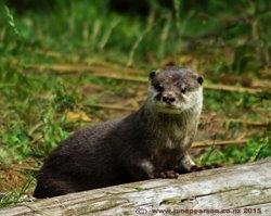 2e  -  Asian small clawed otter