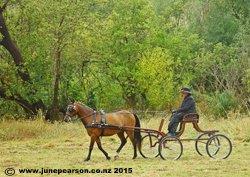 2f - Little River Show NZ - Steady