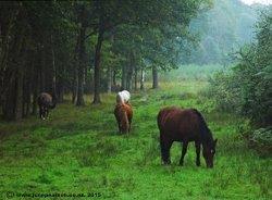 3b -    Hook Ponys in the mist