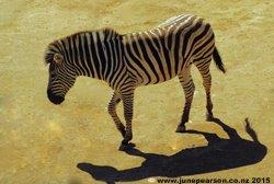 3c - Zebra -Equus burchellii