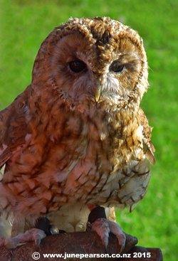 3f - Tawny Owl - Hawk Conservancy UK