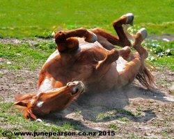 3i - Rebbekahs Horse bathing