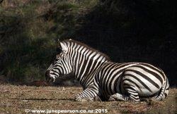 4c - Zebra at rest