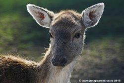 4d - Fallow Deer