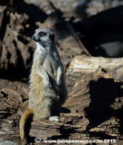 5d- Another meerkat