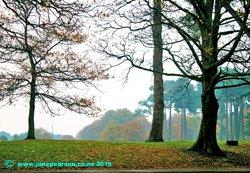 1d - Hagley Park ChCh NZ - Unusual torquoise light