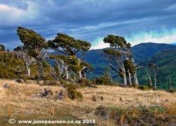 3a - Mt. Herbet, Totara Trees, ChCh NZ