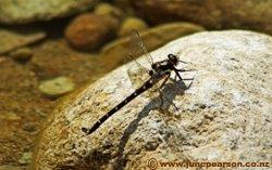 3c - Dragon Fly, Goldsborough, Westland NZ