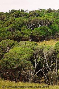 3e - Kanuka, Jacks Bay, Catlins, NZ