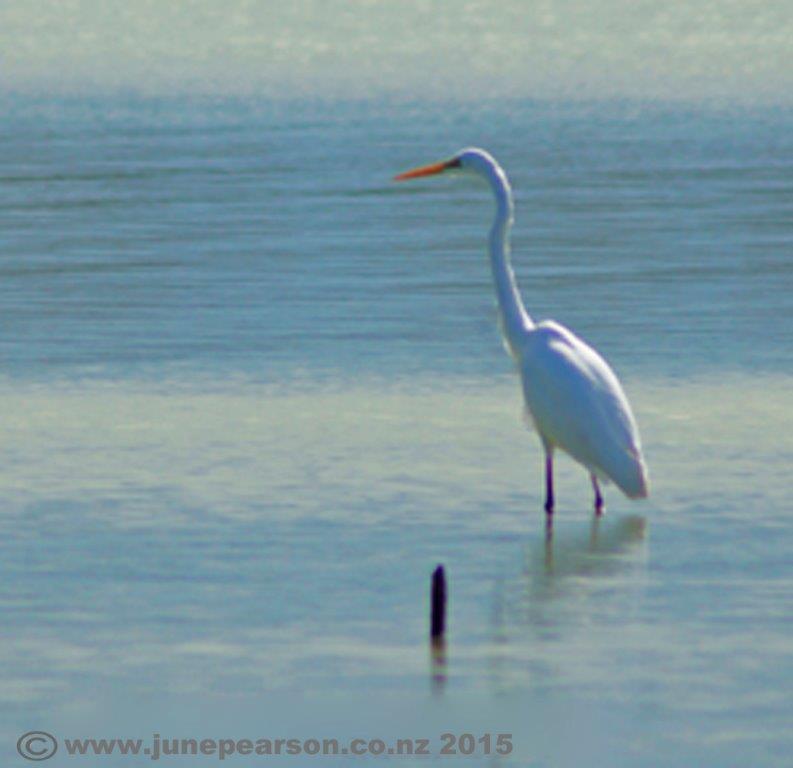 3g- Lake Ellesmere NZ - White Heron hunts in still waters