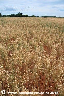 3g - Oats, Back Paddock