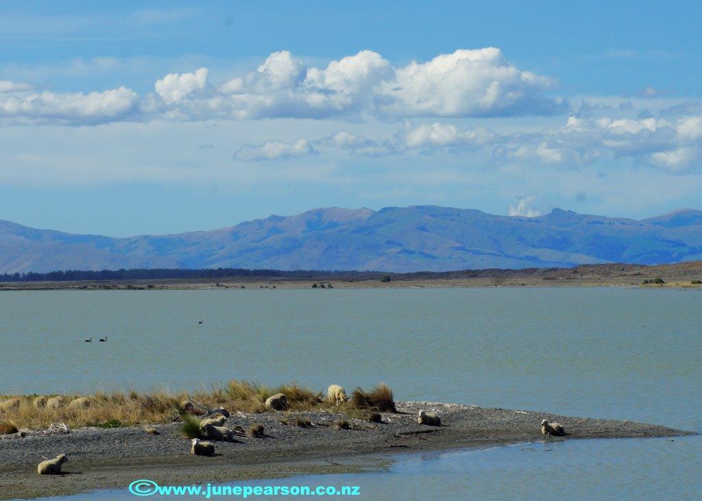 3h - Sheep, Lake Ellesmere NZ , Sth East