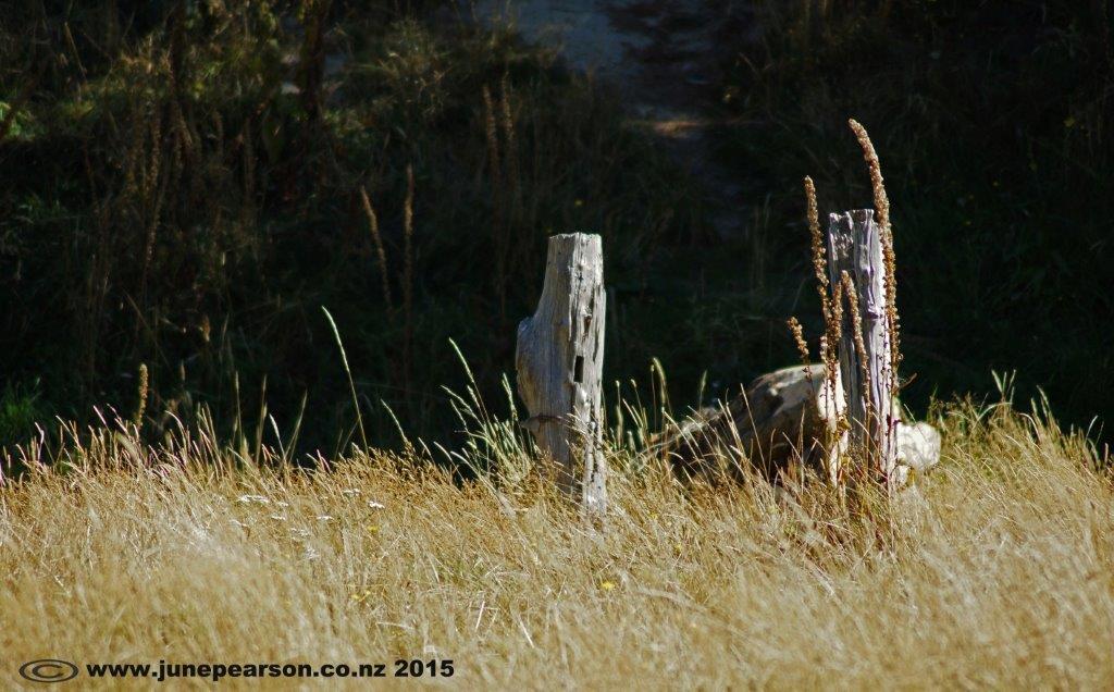 4d - Little River, old farm posts (2)