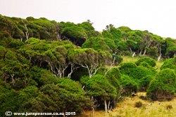 4g - Jacks Bay, Catlins, NZ