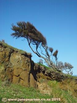 5d - Banks Peninsula ChCh NZ