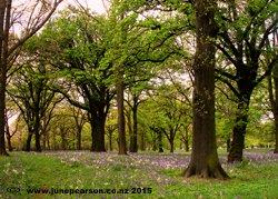 6d - Helmores lane  ChCh NZ Spring